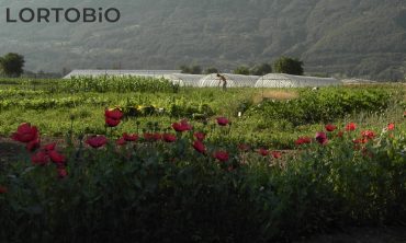 Giardinieri in erba